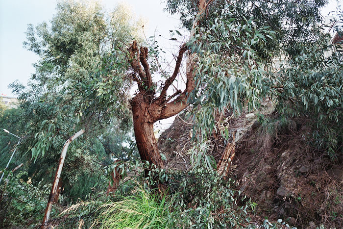 Arbre – Ağaç, wild eucalyptus, Kemeraltı, Izmir, Turkey, January 2015. Photograph by Carmen Bouyer.