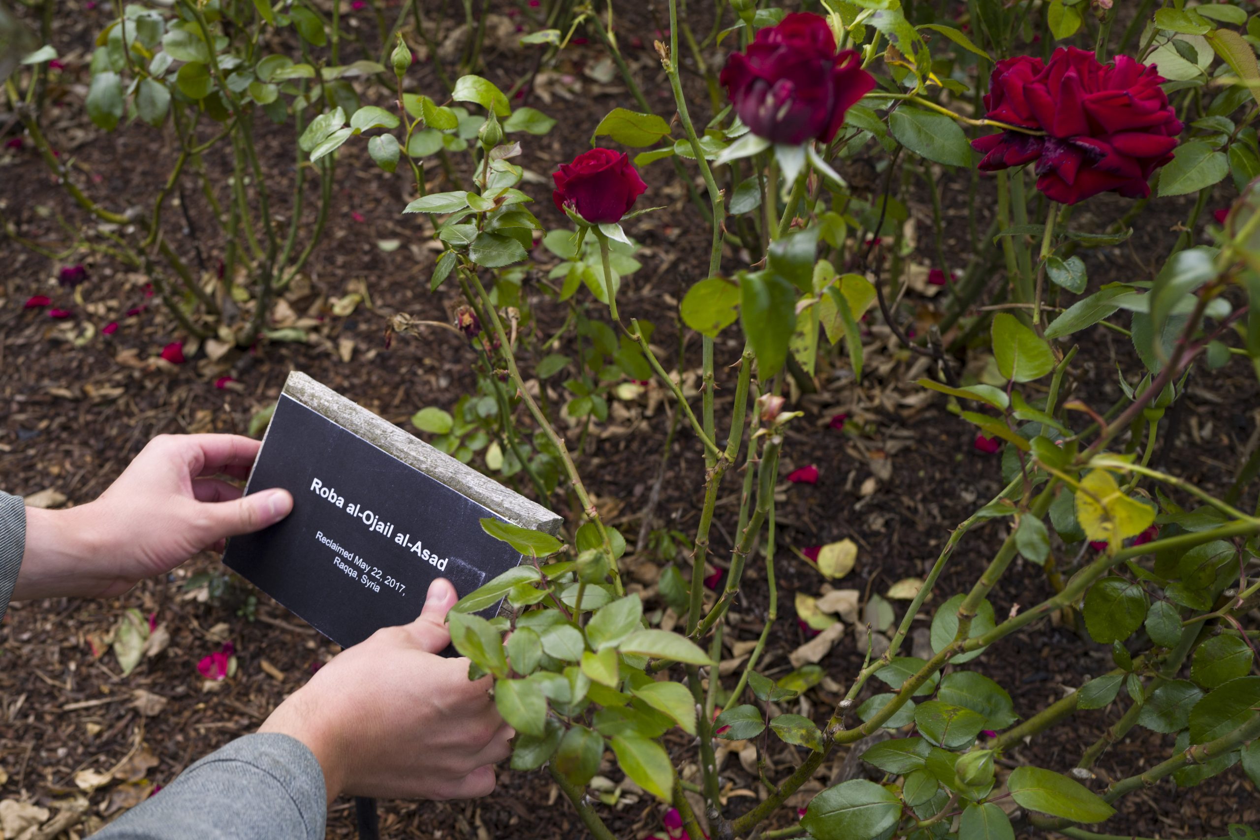 Golestan Revisited, Renamed Roses at Regent's Park, London April 2020. Photo by Agnese Sanvito