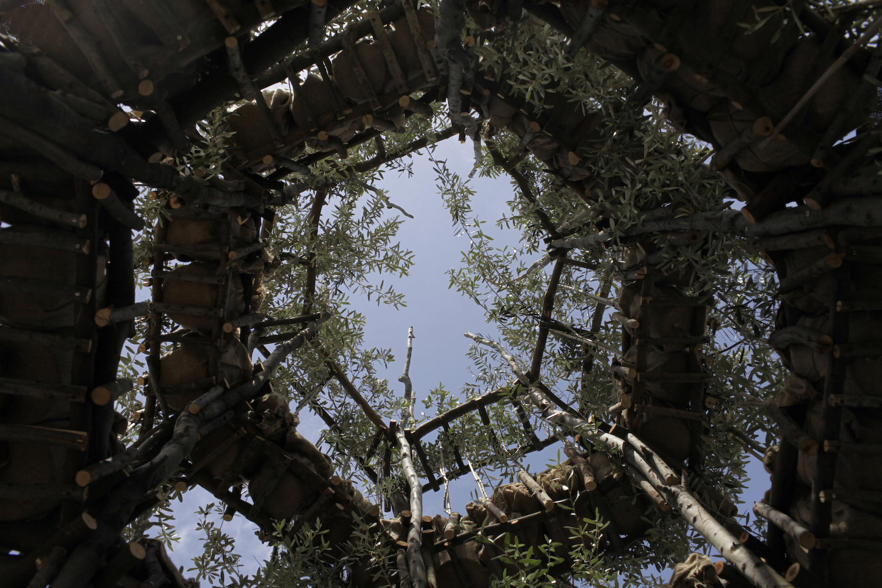 The Walk, 2015, Wood branches, sound, olive trees, Dimensions Variable
