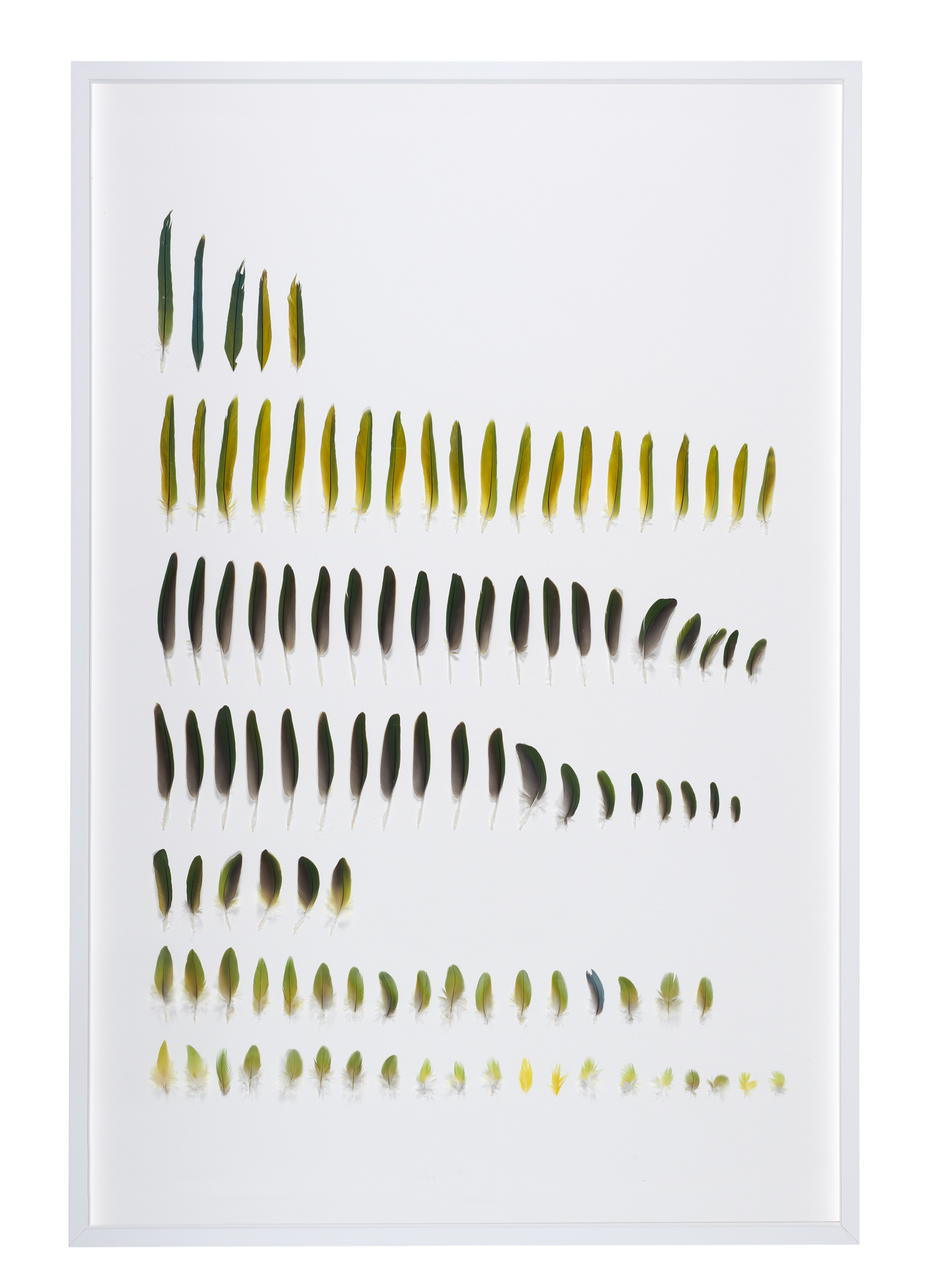 Etude déraisonnée, plumes de perruches, 2021, 107 parakeets feathers in 80 x 120 cm (framed), Unique, Collection Cnap